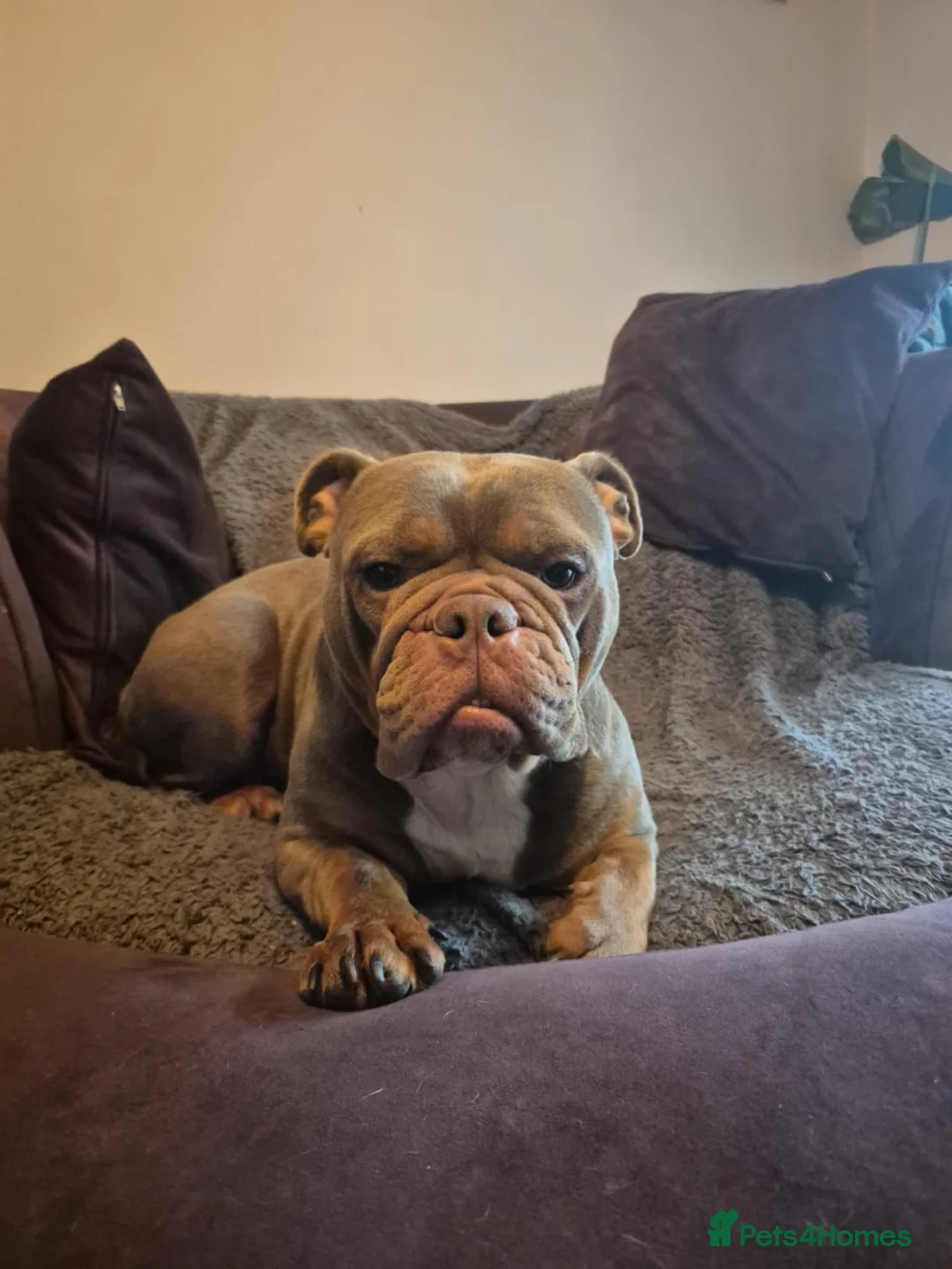 English Bulldog dogs for sale: Ottie - Advert 1