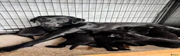 Labrador Retriever dogs for sale: Exceptional KC Labrador Puppies from Working Line  - Advert 4