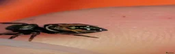 Spiders invertebrates for sale: Phiddipus carneus  - Advert 11