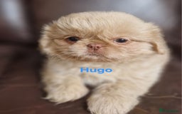 Shih Tzu dogs for sale: 6 Snow White Shih Tzu Pups.  - Image 6