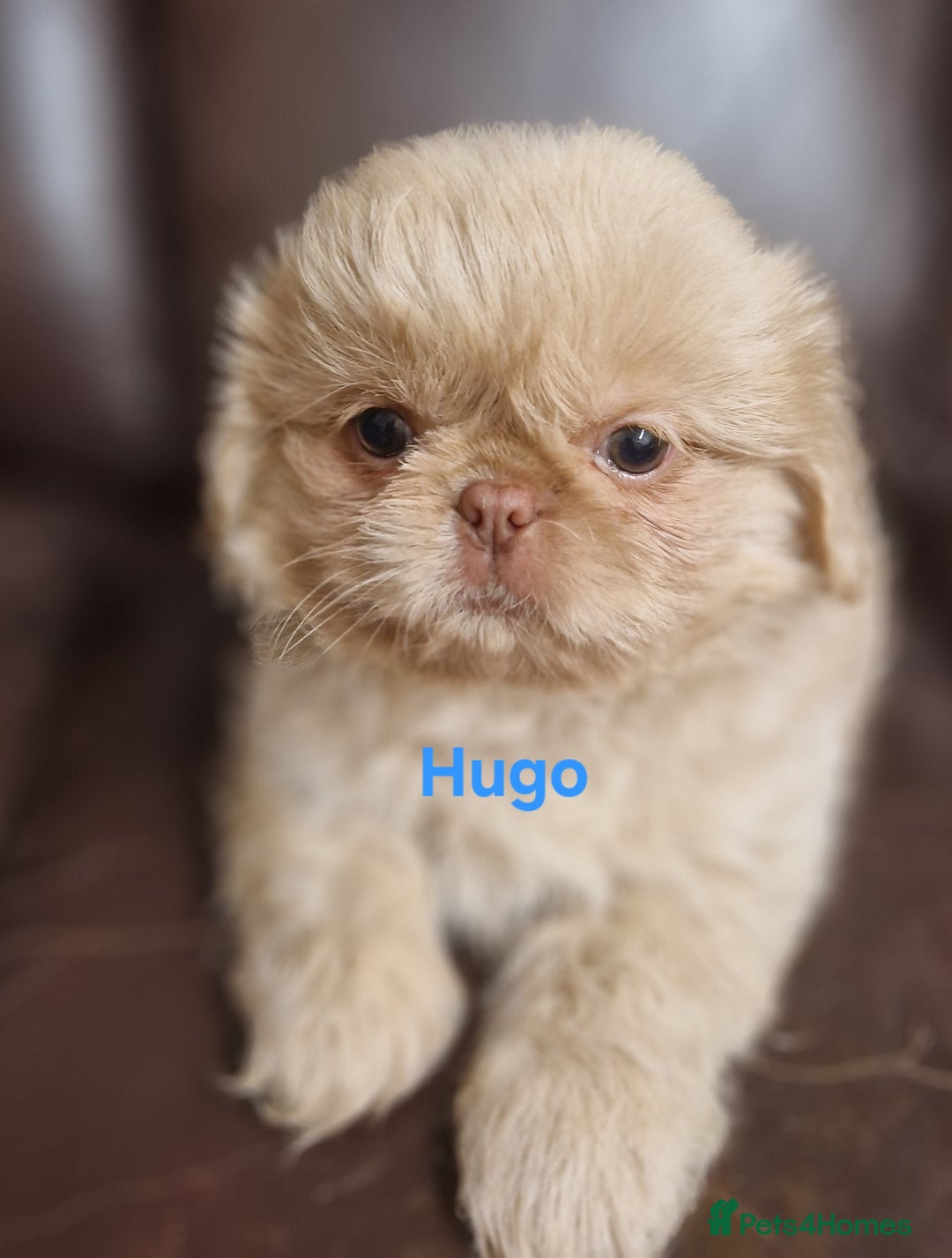 Shih Tzu dogs for sale: 6 Snow White Shih Tzu Pups.  - Image 6