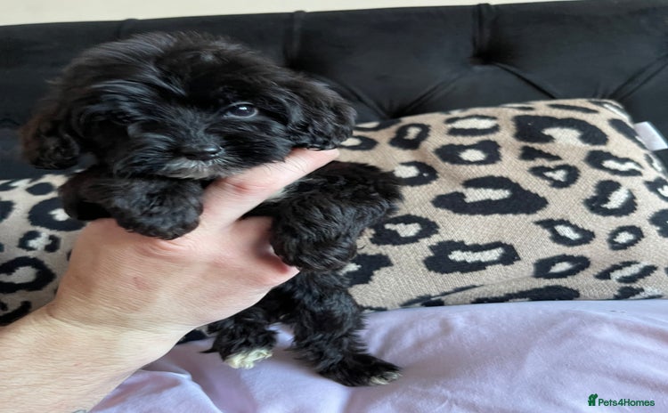 Cockapoo dogs - Advert 3