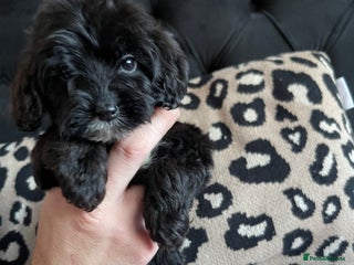 Cockapoo dogs - Advert 22