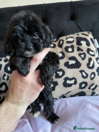 Cockapoo dogs - Advert 4