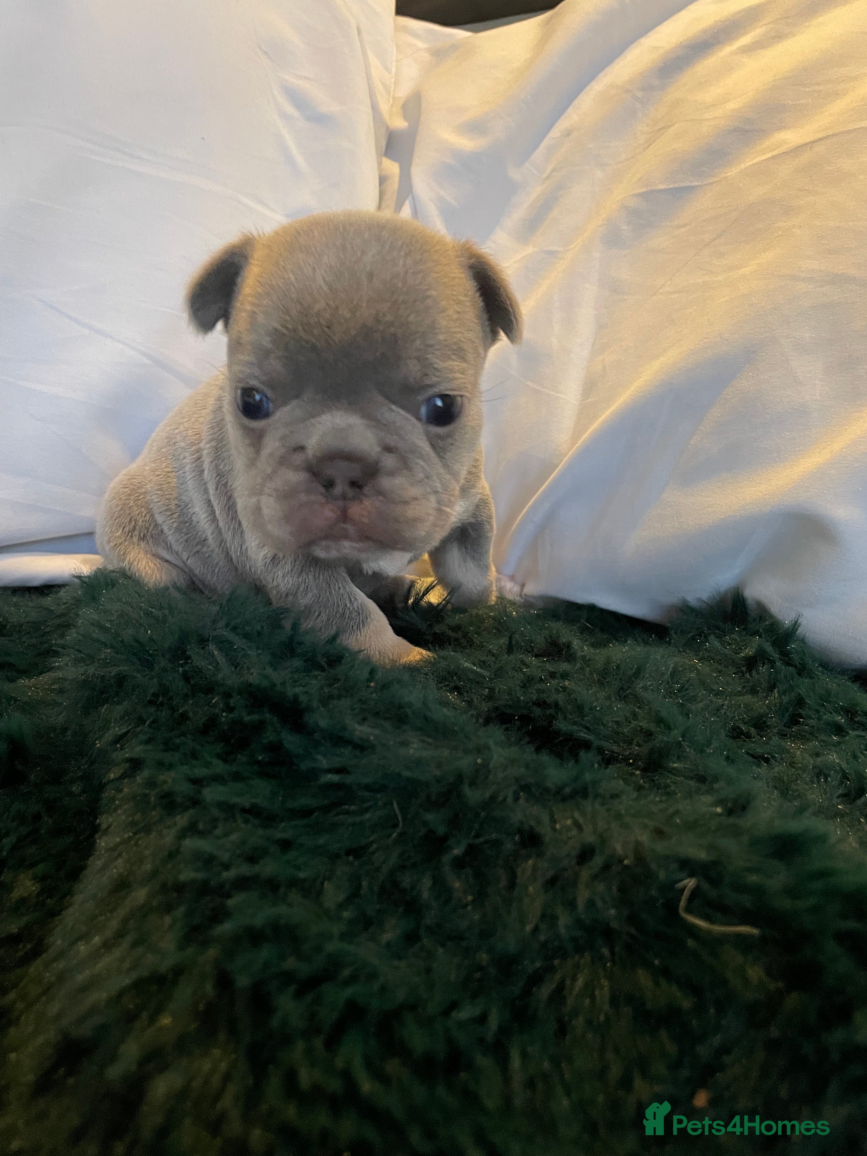 French Bulldog dogs JUST ONE BOY REMAINING  - Advert 5