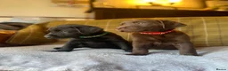 Labrador Retriever dogs for sale: Beautiful Chunky Labrador Puppies  - Advert 9