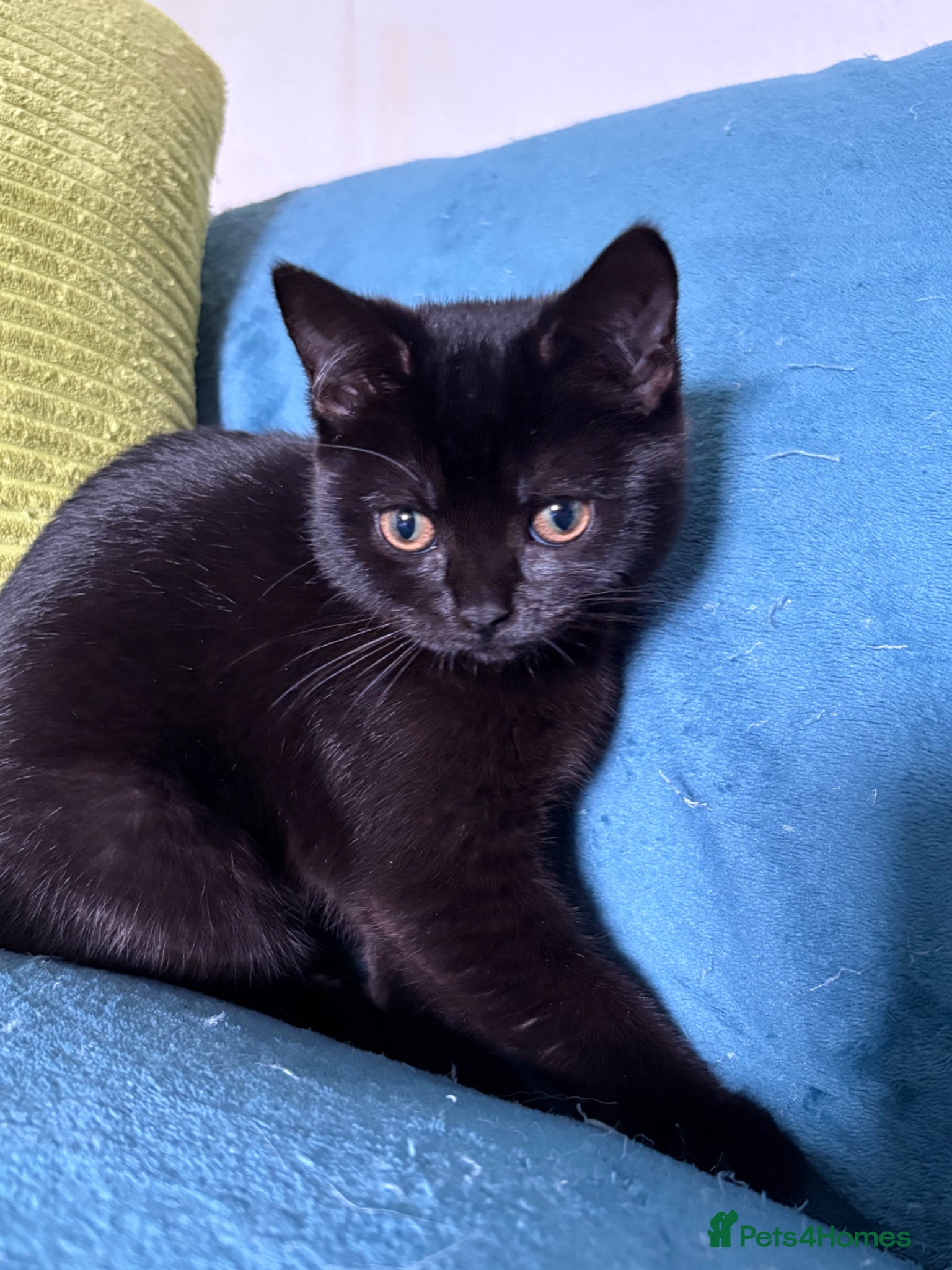 British Shorthair cats British shorthair kittens  - Advert 8