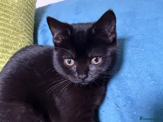 British Shorthair cats British shorthair kittens - Advert 8