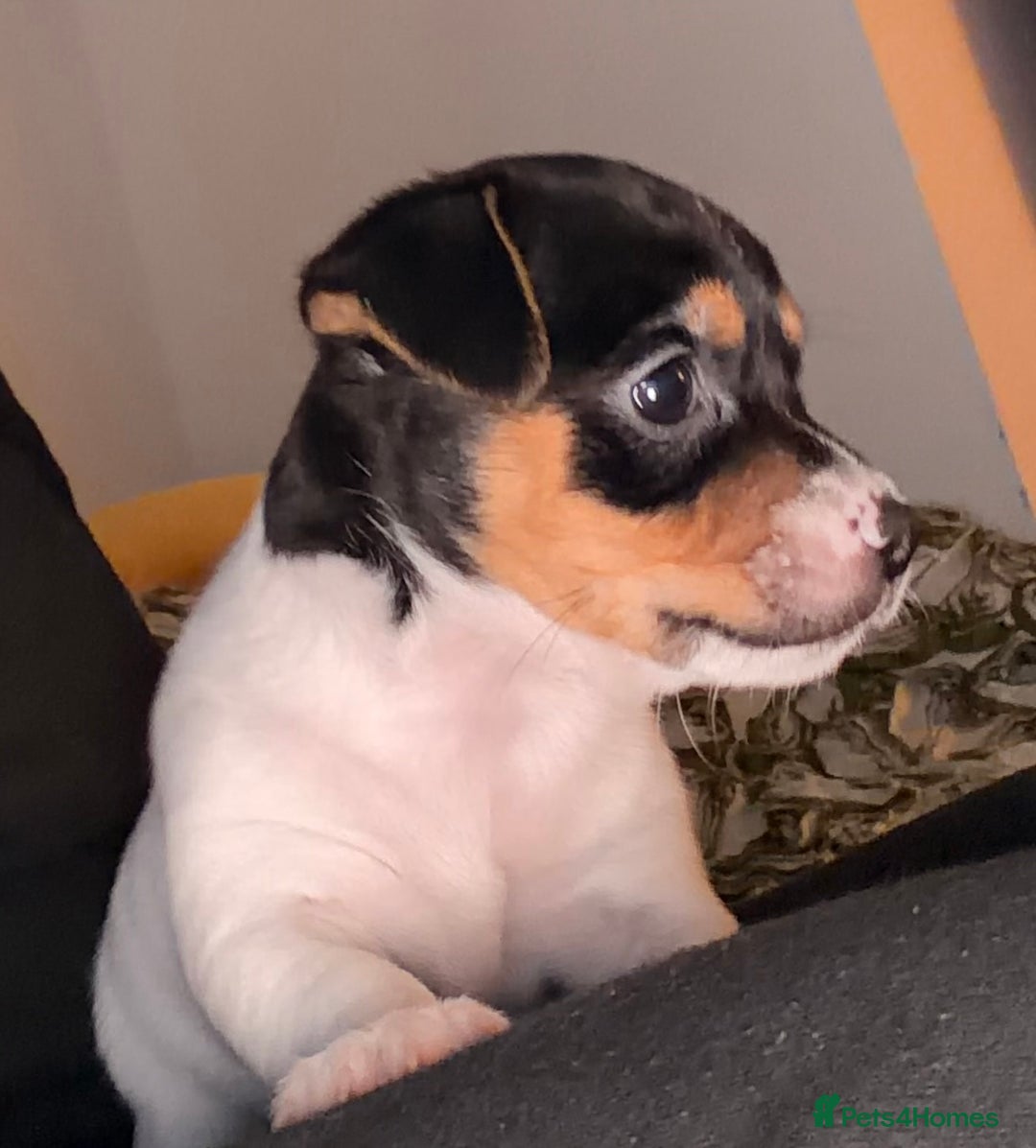 Jack Russell dogs for sale: Jack Russell Puppies - Advert 12