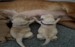 Labrador Retriever dogs for sale: Home bred working Labrador puppies - Image 4
