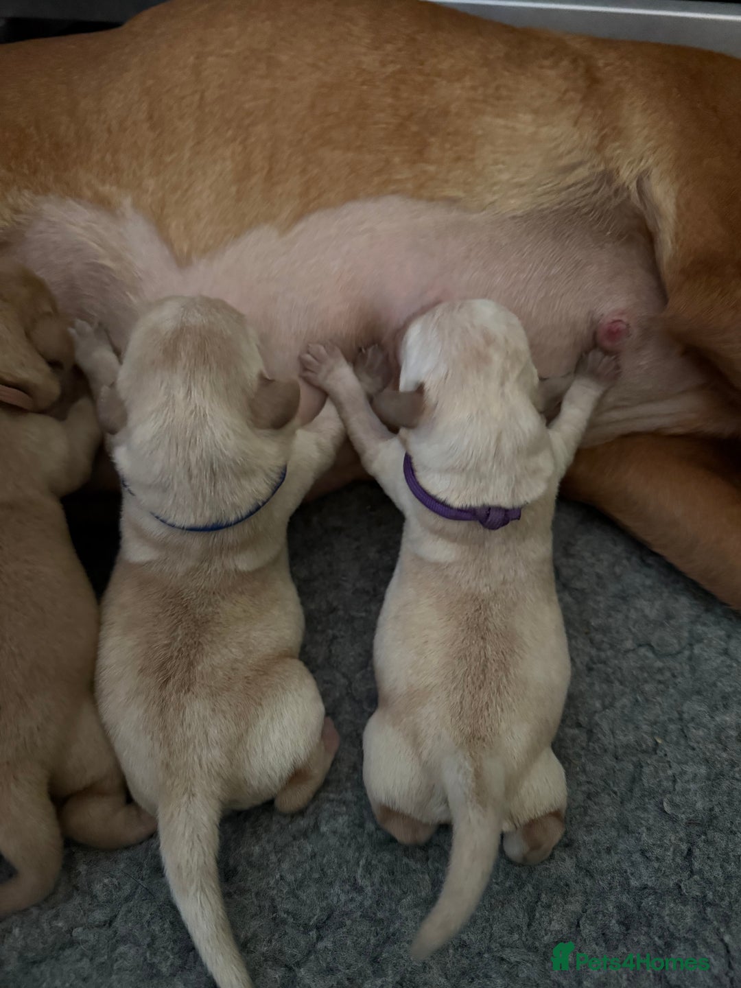 Labrador Retriever dogs for sale: Home bred working Labrador puppies - Image 4