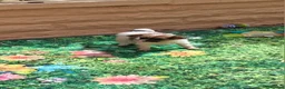 Papillon dogs for sale: Fully Health Tested Papillon Puppies for Sale - Advert 14