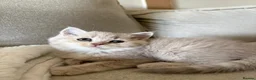 British Shorthair cats for sale: Chunky beautiful British short hair kittens  - Advert 3