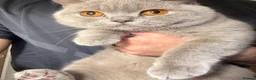 British Shorthair cats for sale: 2 British Blue Girls Looking for Forever homes in Glasgow - Advert 16