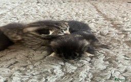 Mixed Breed cats for sale: 5 beautiful mixed kittens  - Image 3