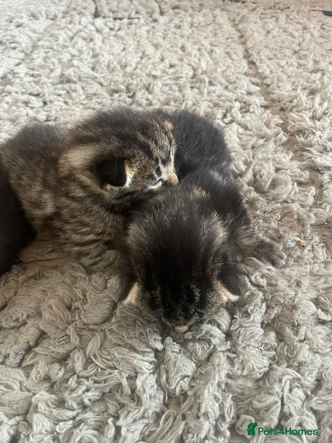 Mixed Breed cats for sale: 5 beautiful mixed kittens  - Image 3
