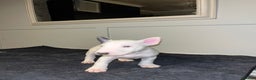 English Bull Terrier dogs for sale: Male bull terrier puppies - Advert 5