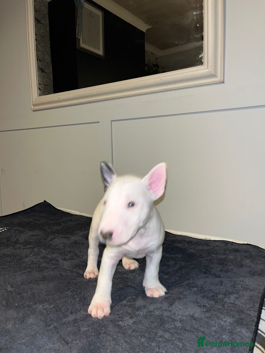 English Bull Terrier dogs for sale: Male bull terrier puppies - Advert 5