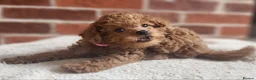 Labradoodle dogs for sale: 🐾 Beautiful F2b Mini Labradoodle Puppies  - Advert 8