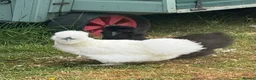Chickens poultry for sale: 🐔 COMPLETE CHICKEN FLOCK & SETUP FOR SALE 🐔 - Advert 5