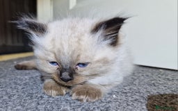 Ragdoll cats for sale: 4 ragdoll x ragamuffin fluffy kittens  - Image 5