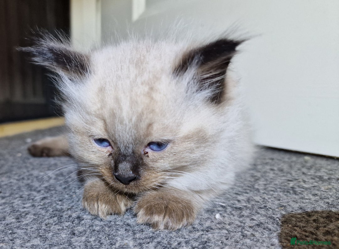 Ragdoll cats for sale: 4 ragdoll x ragamuffin fluffy kittens  - Image 5