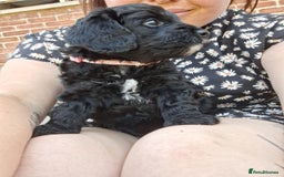 Cockapoo dogs for sale:  1 female black and white FB1 cockerpoo puppies  - Image 3