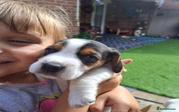 Mixed Breed dogs for sale: Jack Russell and Coker Spaniel  - Image 15