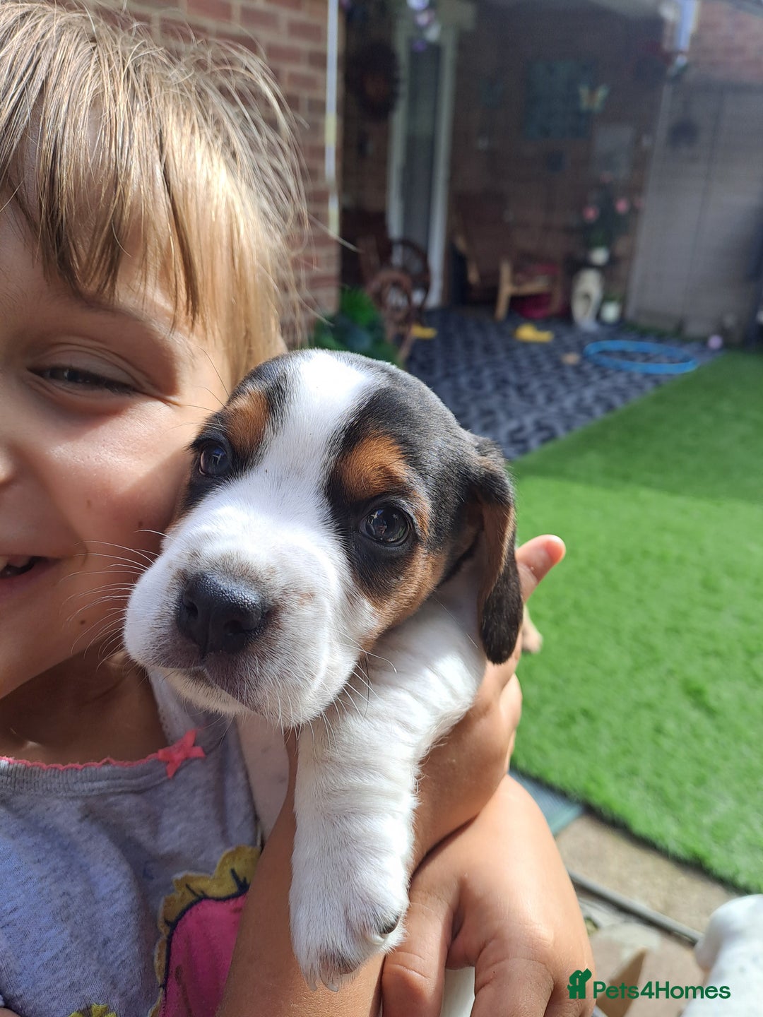 Mixed Breed dogs for sale: Jack Russell and Coker Spaniel  - Image 15