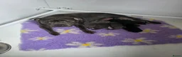 Staffordshire Bull Terrier dogs for sale: Blue staffordshire bull terrier pups - Advert 6