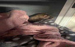 Ferret rodents for sale: FERRET FOR SALE - Image 2