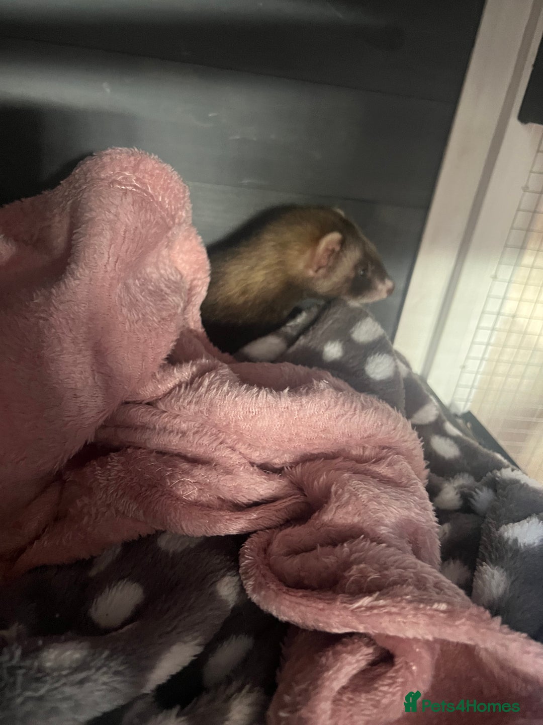 Ferret rodents for sale: FERRET FOR SALE - Image 2