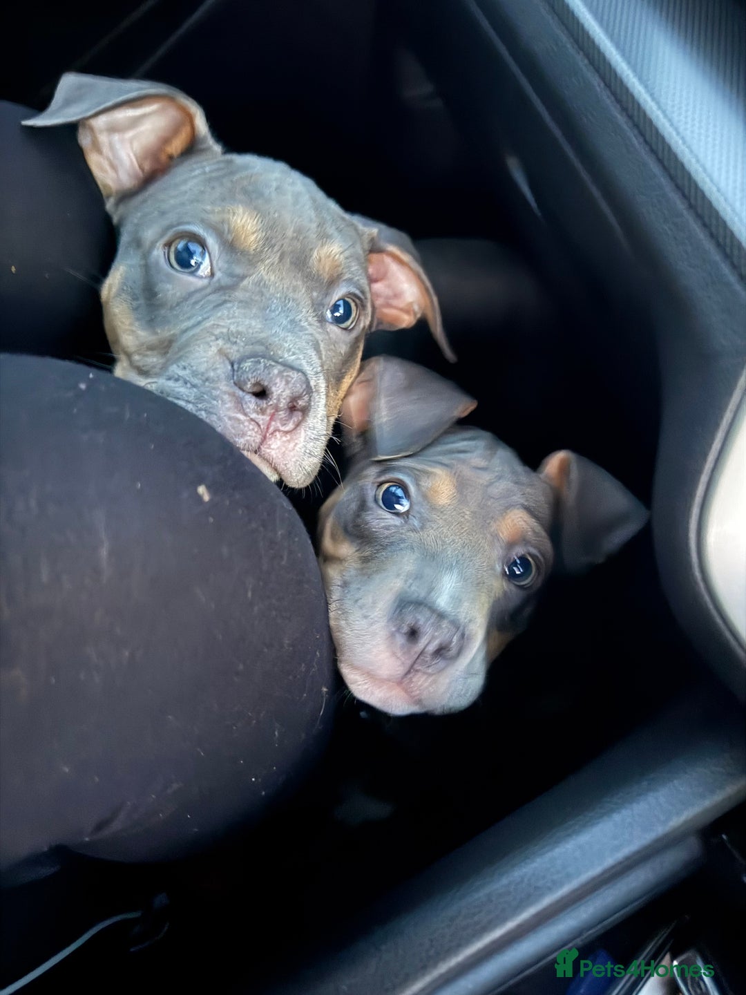 American Bully dogs for sale: 3 furbabies left ! ABKC Classic American Bullys - Advert 16