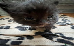 RagaMuffin cats for sale: Ragamuffin kittens  - Image 19
