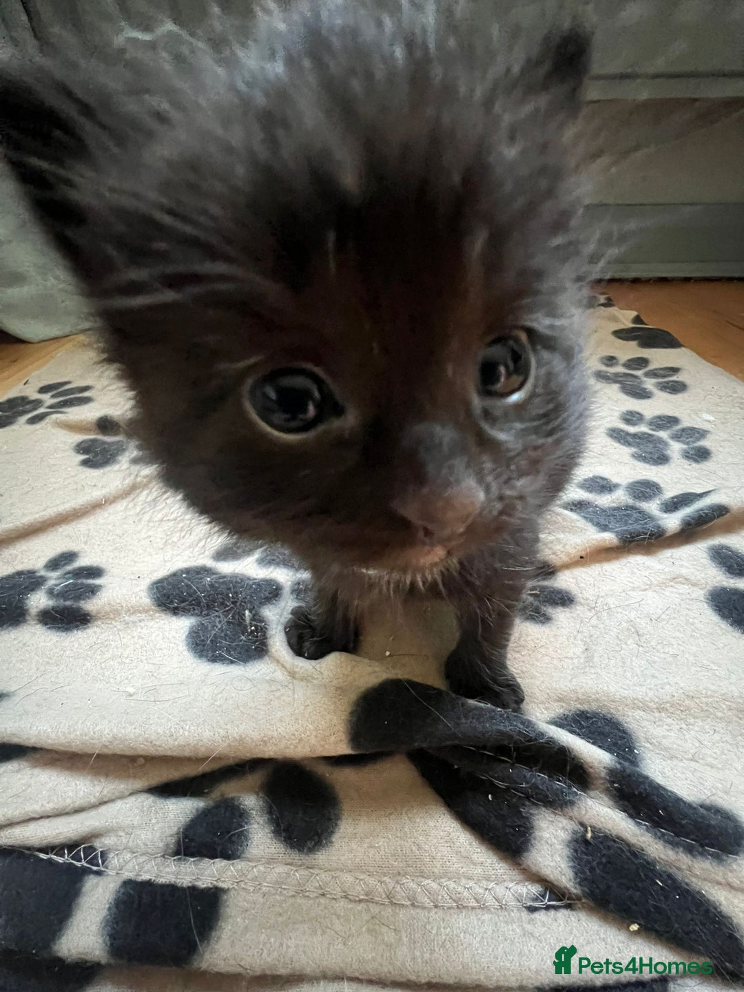 RagaMuffin cats for sale: Ragamuffin kittens  - Image 19