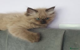 Ragdoll cats for sale: Reduced RARE Brown/mink Green-eyed Ragdoll kittens - Image 9