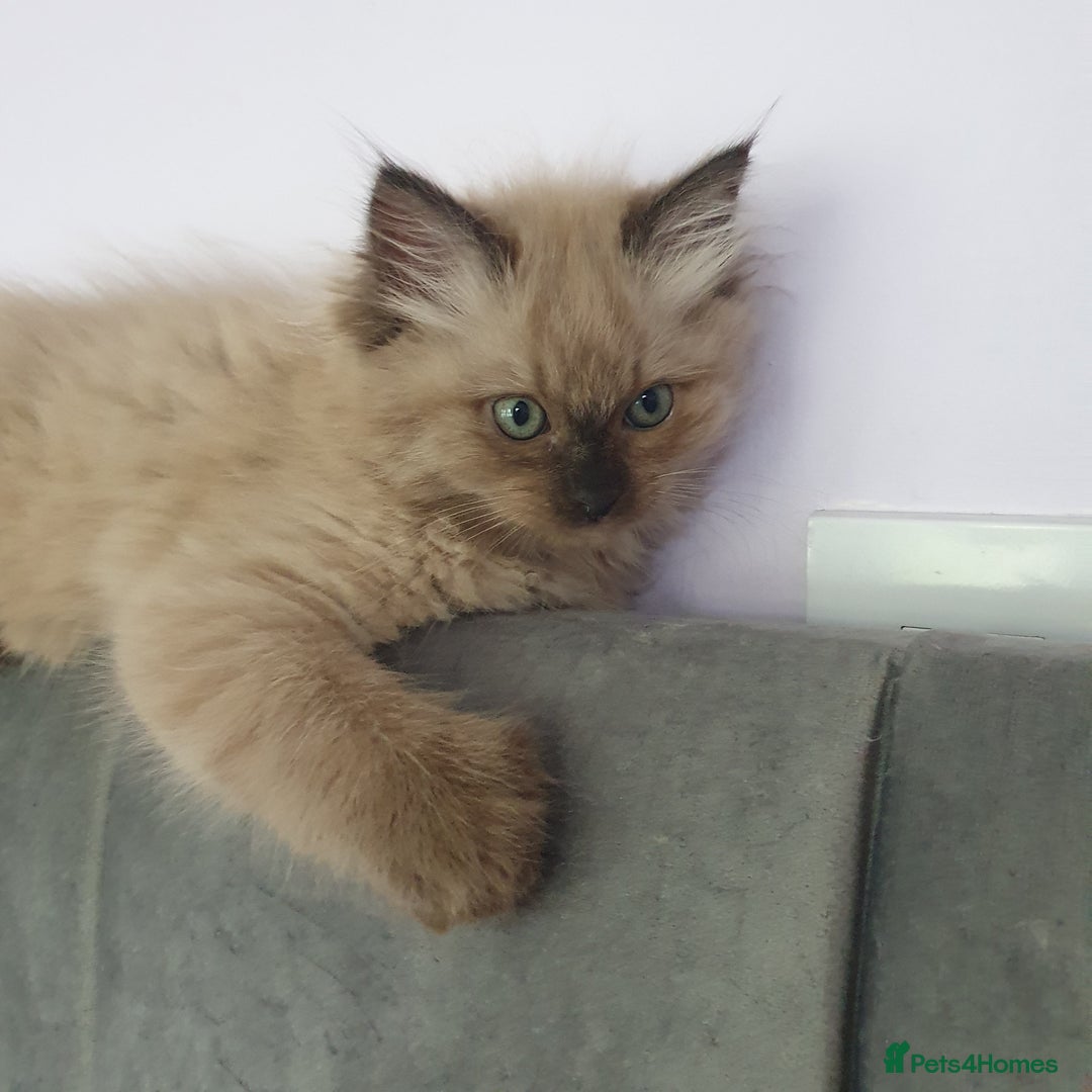 Ragdoll cats for sale: Reduced RARE Brown/mink Green-eyed Ragdoll kittens - Image 9