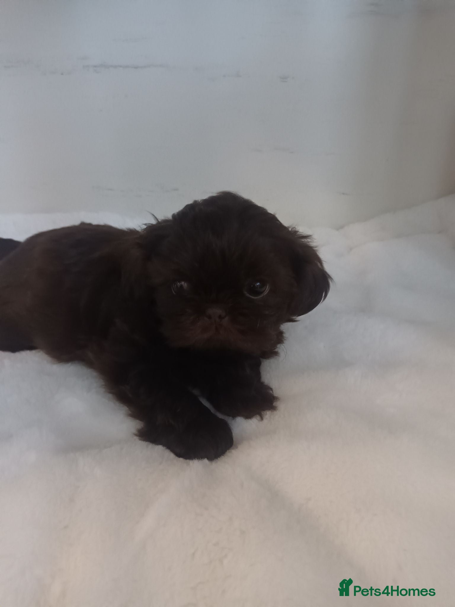 Shih Tzu dogs ready now 1 imperial shih tzu boy  - Advert 9