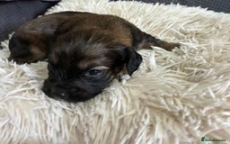 Mixed Breed dogs for sale: Adorable Cockerchons Fluffy, Low-Shed Wonders! - Image 38