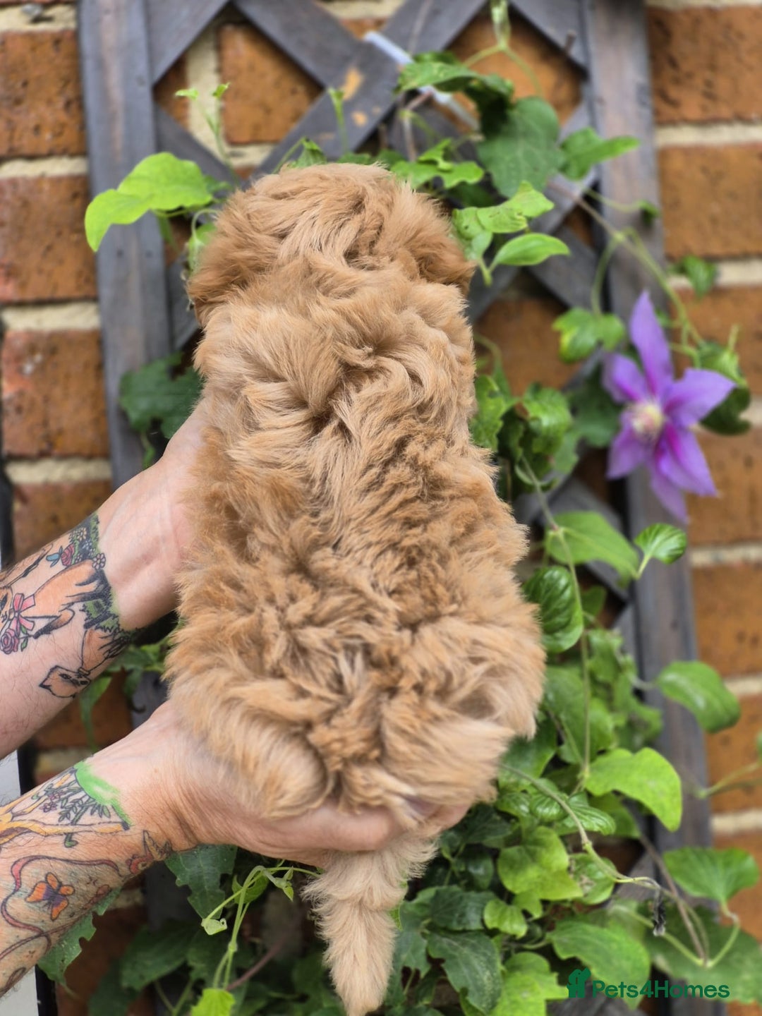 Maltipoo dogs for sale: Amazing TeddyBear Asian Korean Maltipoo puppies - Image 6