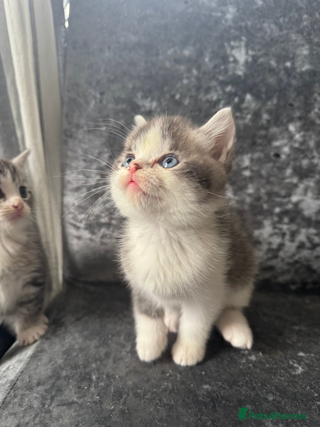 American Shorthair cats for sale: Kittens  - Image 7