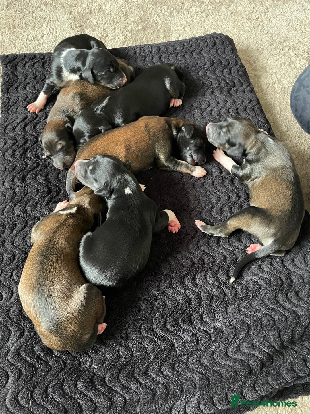 Saluki dogs for sale: Saluki puppies - Advert 7