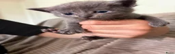 Maine Coon cats for sale: Mainecoon cross kittens looking for a forever home - Advert 16