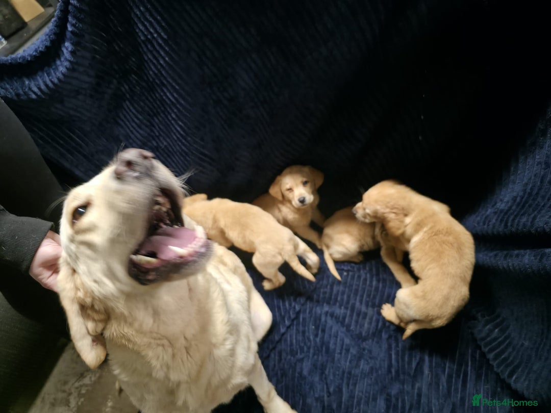 Labrador Retriever dogs for sale: Golden Labrador puppies  - Image 12