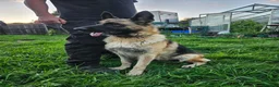 German Shepherd dogs for sale: German Shepherd Puppies in Salisbury - Advert 2
