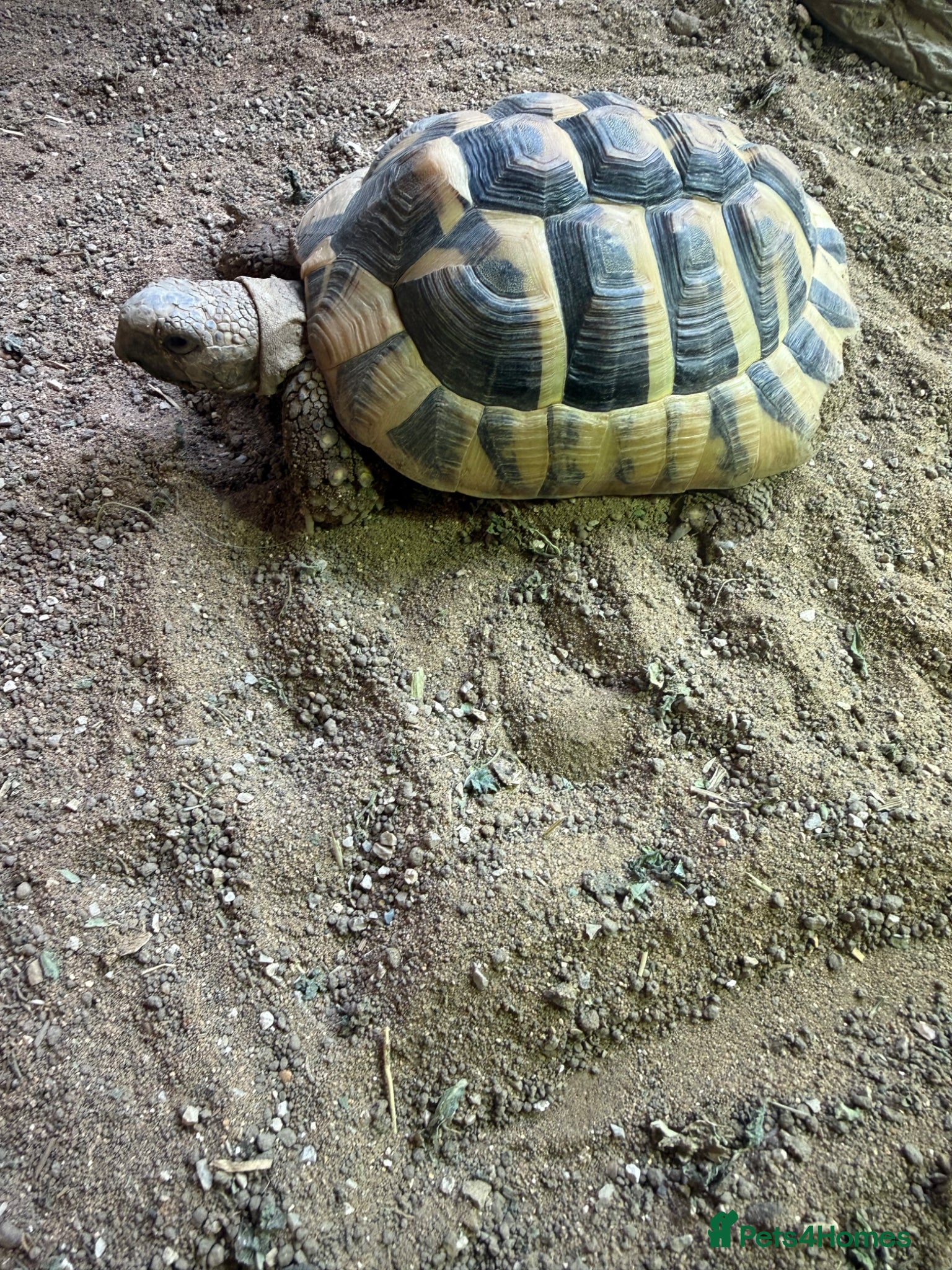Hermann Tortoise reptiles for sale: Hermann Tortoise female 4 year - Advert 4