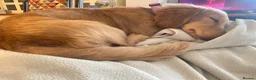 Miniature Dachshund dogs for stud: Stud Only. Cream long haired miniature dachshund  - Advert 2