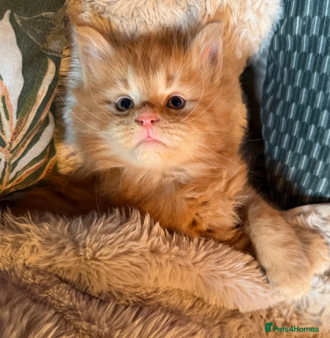 Maine Coon cats for sale: Rare ginger Maine Coon kittens - Advert 11