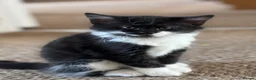 Mixed Breed cats for sale: * 7 BEAUTIFUL KITTENS * 4 FEMALE AND 3 MALE * - Advert 7