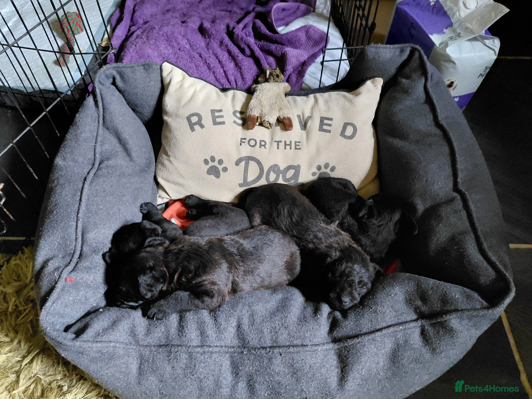 Patterdale Terrier dogs 4 chocolate/black Patterdale puppies - female - Advert 11